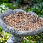 10 Reasons Your Garden Needs Decorative Outdoor Birdbaths (Plus How to Pick the Perfect One)