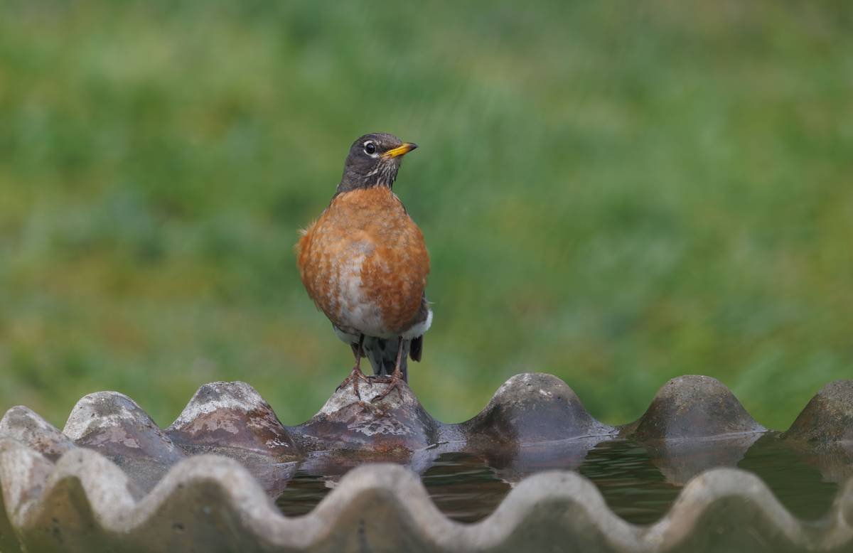 12 Unique Outdoor Birdbaths That Turn Your Yard into a Feathery Oasis (No More Boring Basins!)