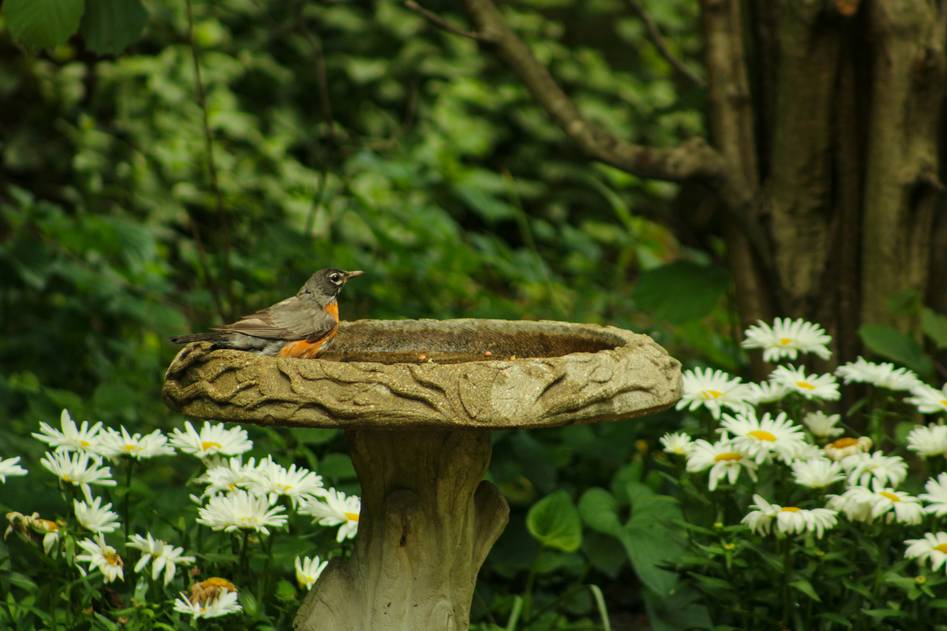 Cozy garden scene featuring a classic birdbath