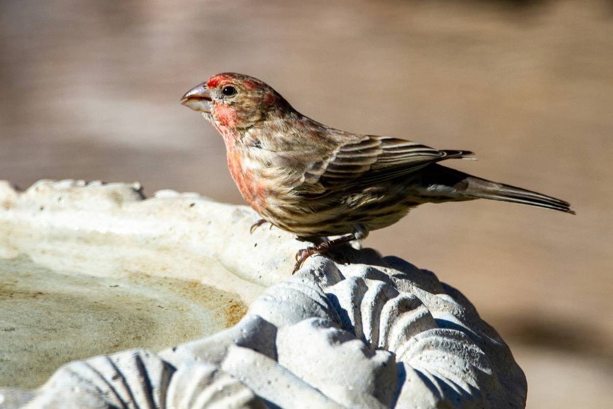 Diagram showing ideal birdbath placement: 6 feet from shrub cover, near open ground, with shallow water and textured surface