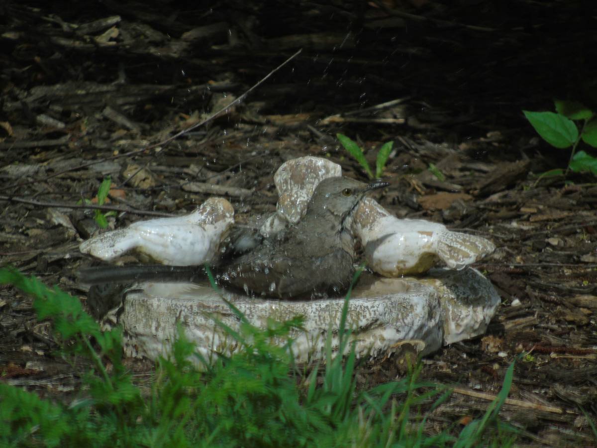 Diagram showing ideal birdbath placement near shrubs but with open sightlines