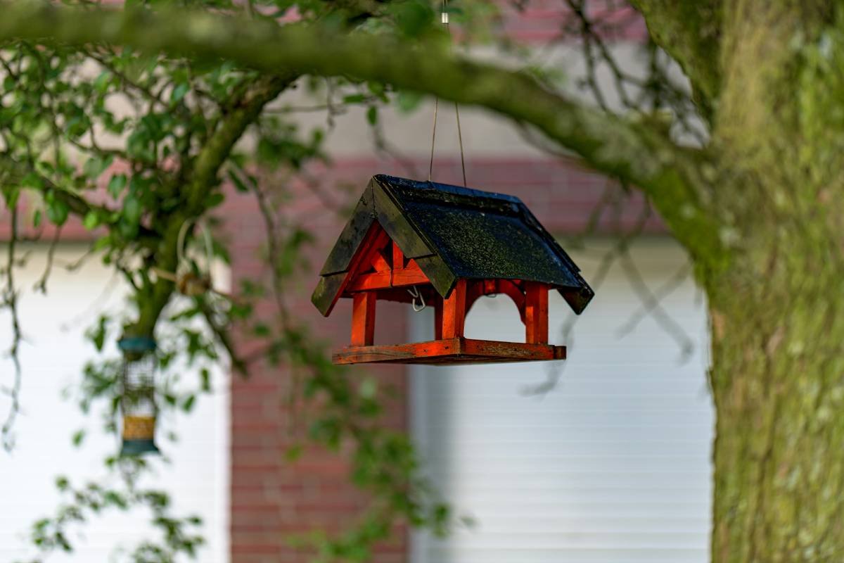 Diagram showing ideal hanging birdbath placement: 5 ft high, near shrubs, away from feeders, with shallow water depth