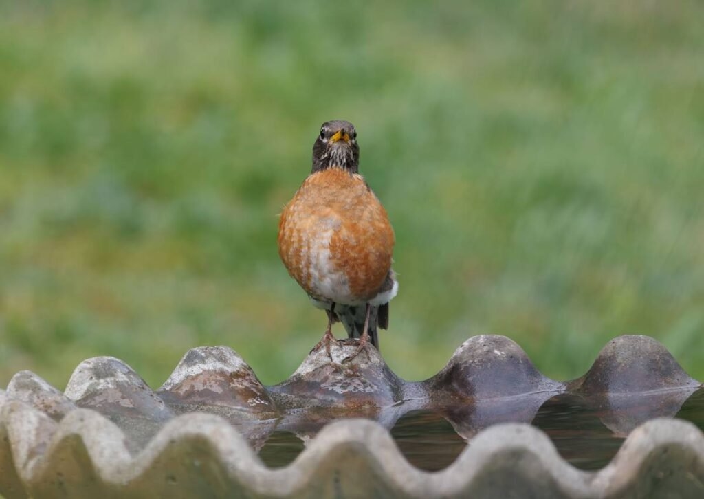 How to Choose & Paint the Perfect Outdoor Accent Birdbath: Bird Bath Paint Tips That Last