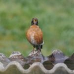 How to Choose & Paint the Perfect Outdoor Accent Birdbath: Bird Bath Paint Tips That Last