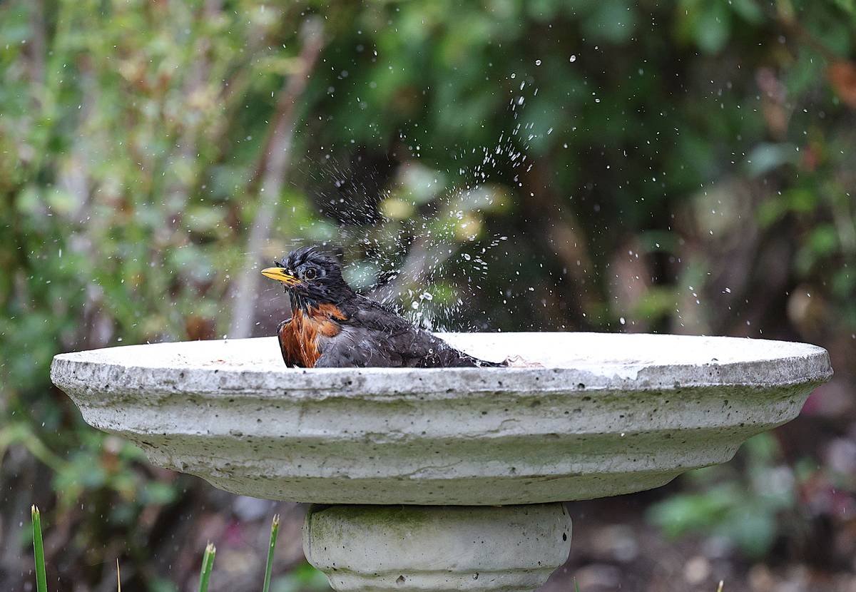 How to Make a Garden Decor Birdbath That Birds Will Actually Use