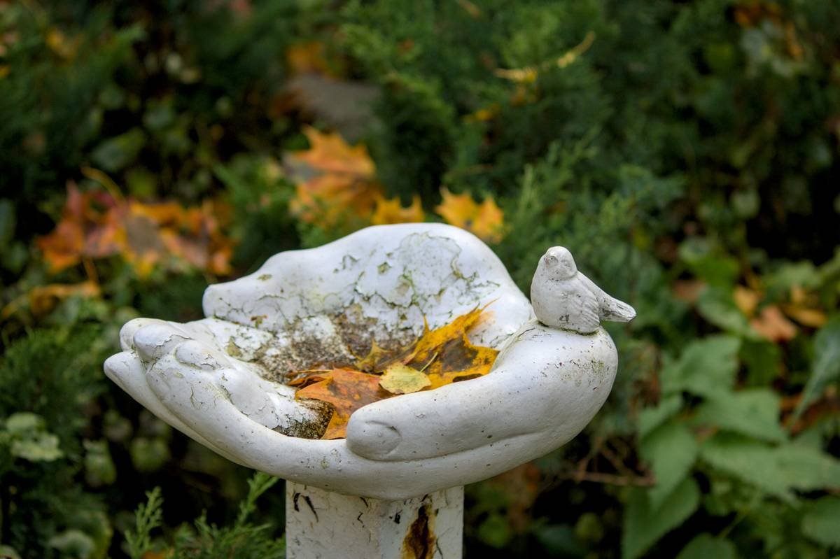 Infographic comparing safe vs unsafe birdbath features: shallow depth vs deep basin, rough texture vs smooth, near shrubs vs open lawn