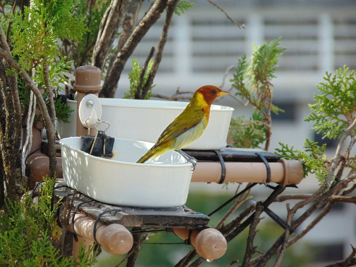 Infographic comparing safe vs unsafe outdoor birdbath paints with toxicity labels, surface types, and recommended brands