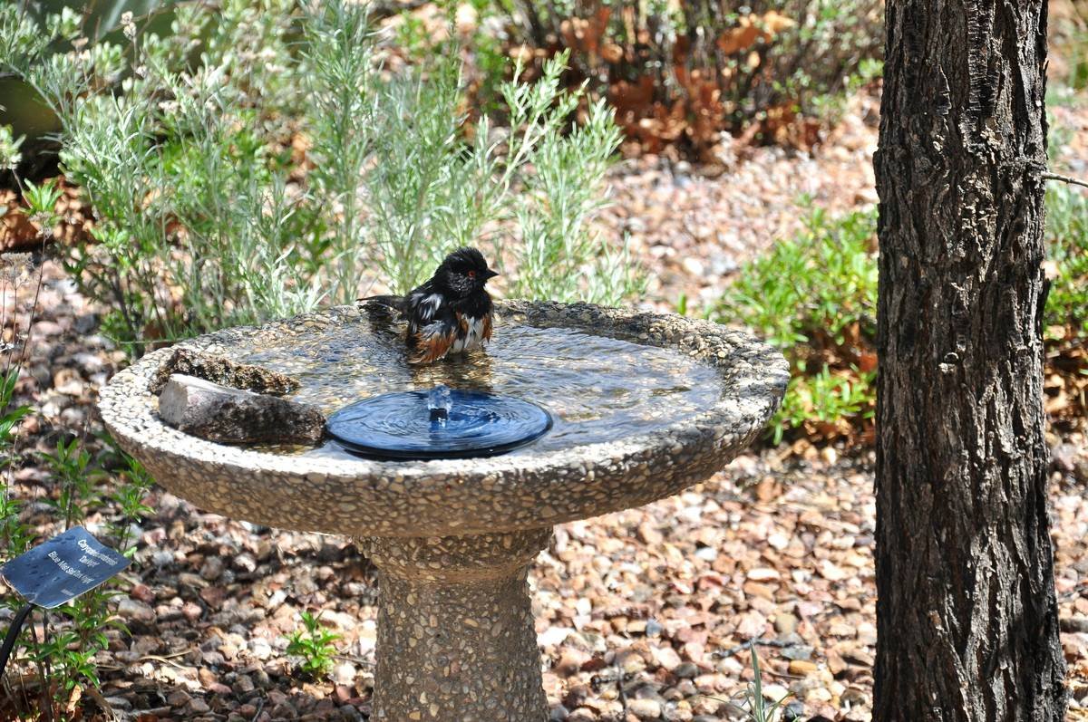 Infographic showing how decorative outdoor birdbaths support bird hydration, reduce heat stress, and increase backyard biodiversity