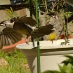 Outdoor Accent Birdbath How to Make: A Step-by-Step Guide for Gardeners Who Crave Charm (Not Chaos)