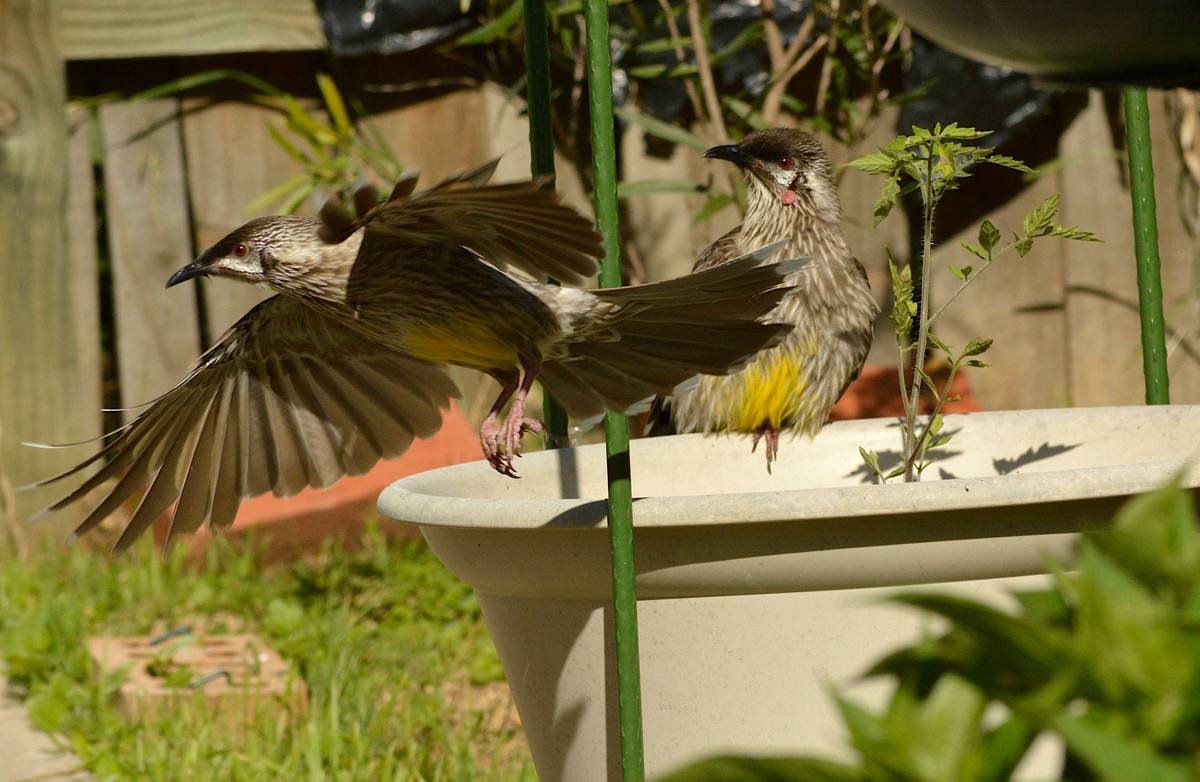 Outdoor Accent Birdbath How to Make: A Step-by-Step Guide for Gardeners Who Crave Charm (Not Chaos)
