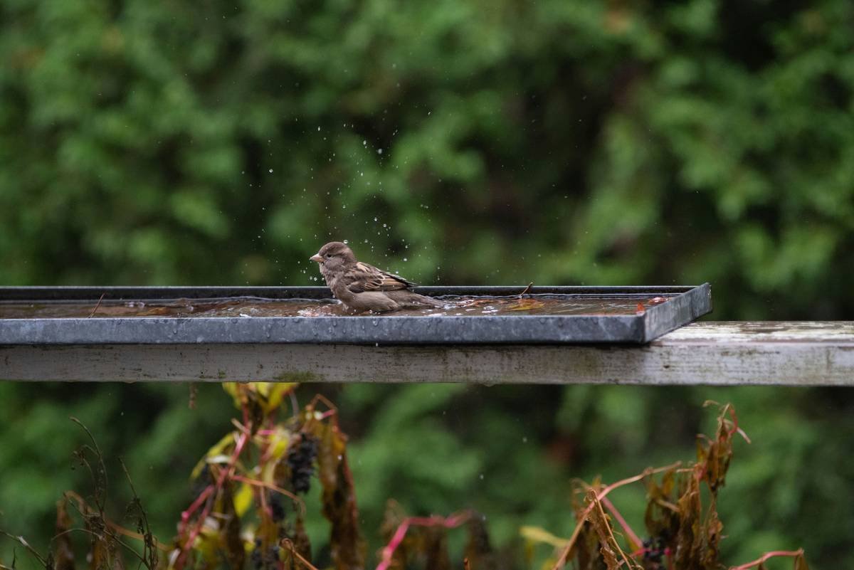 Side-by-side photo: left shows a green-slimy birdbath with visible algae, right shows the same birdbath after proper cleaning with vinegar and brush—sparkling and safe for birds