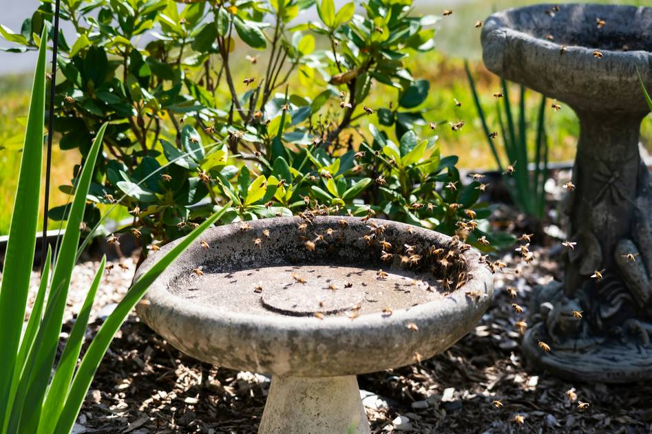 Stone birdbath with birds in lush garden setting
