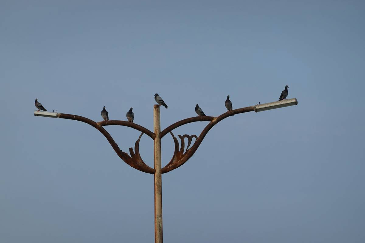 Why Your Garden Deserves a Metal Birdbath Stand (And How to Pick the Perfect One)