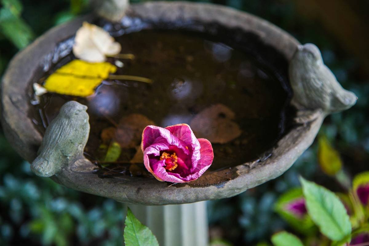 Why Your Hanging Birdbath Outdoor Isn’t Attracting Birds (And How to Fix It Fast)