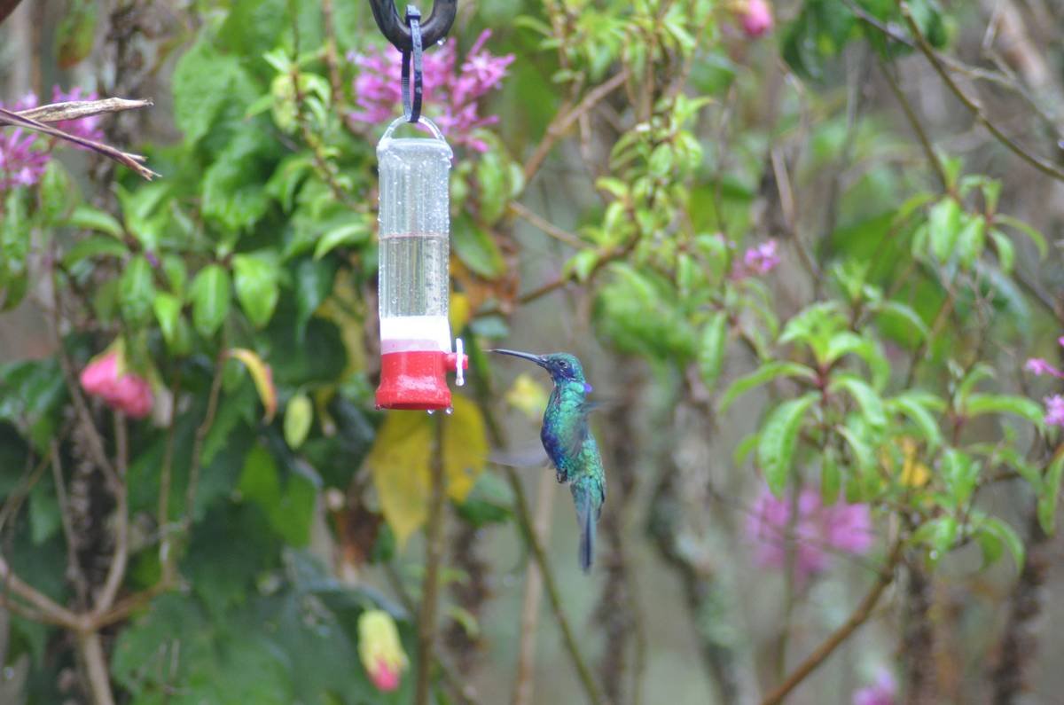 Wildlife Habitat Birdbath How to Attract Birds & Boost Your Backyard Biodiversity