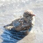 Wildlife Habitat Birdbath How to Clean: A Bird-Lover’s Guide to Safe, Sparkling Water