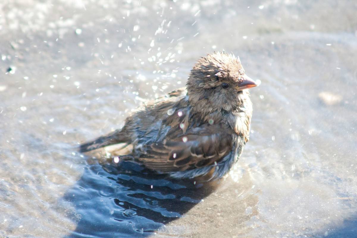 Wildlife Habitat Birdbath How to Clean: A Bird-Lover’s Guide to Safe, Sparkling Water