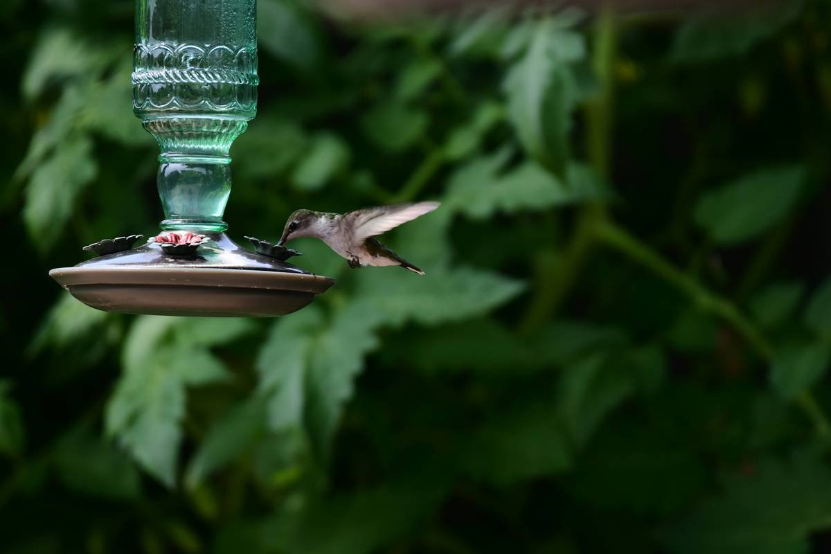 Wildlife Habitat Birdbath Why Do Bird? The Surprising Truth Behind Backyard Bird Magnetism
