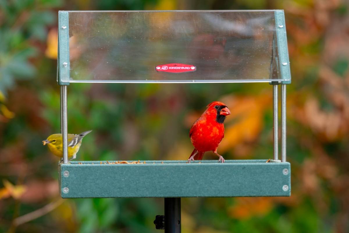 Will Birds Actually Use Your Wildlife Habitat Birdbath? The Truth No One Tells You