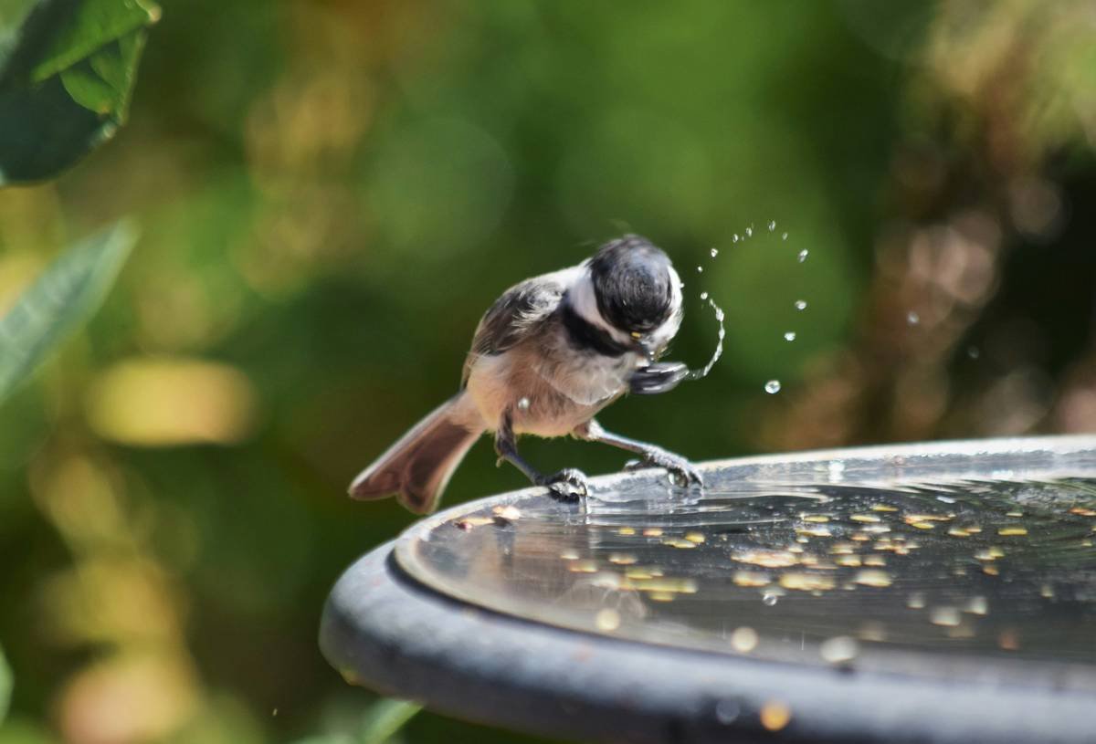 Empty decorative birdbath versus functional birdbath showing why do birds use a birdbath