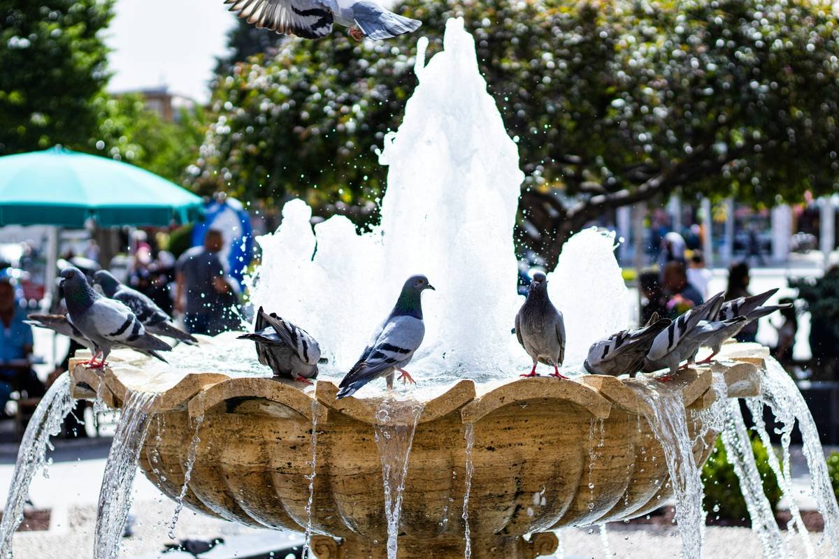 wildlife habitat birdbath why aren t attracting birds due to poor placement and smooth surfaces