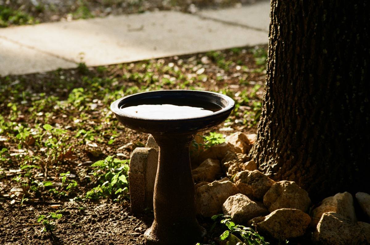 birdbath water feature: The Overlooked Secret to a Thriving Backyard Ecosystem