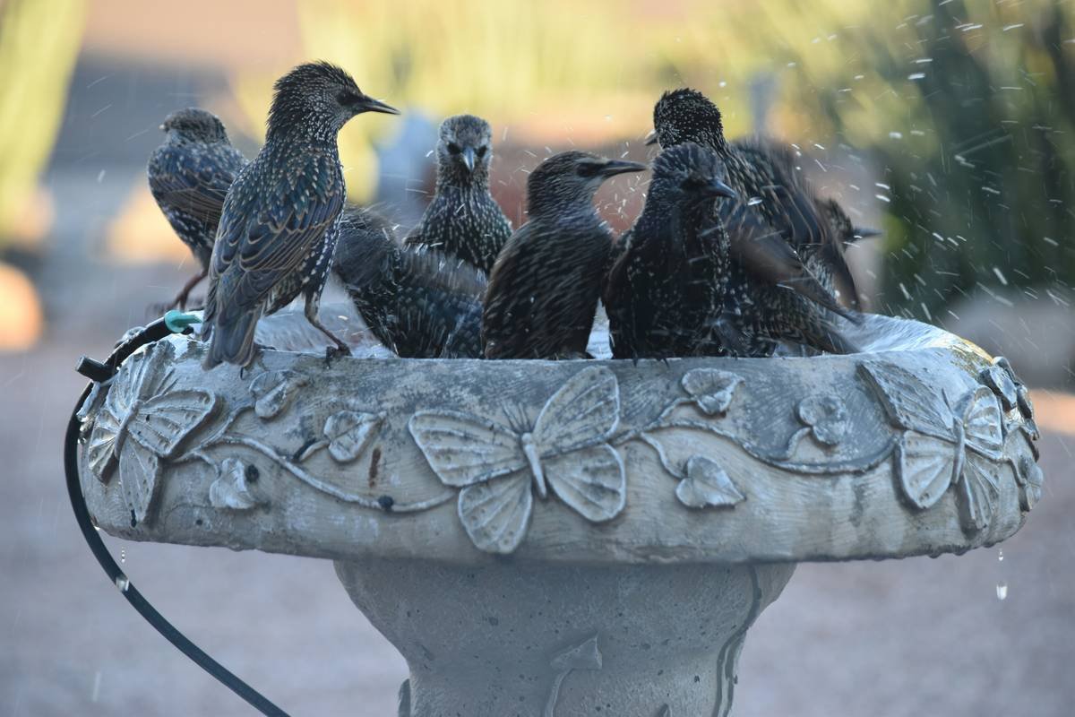 Comparison chart showing copper, steel, aluminum, and cast iron birdbaths rated for durability, bird safety, and maintenance