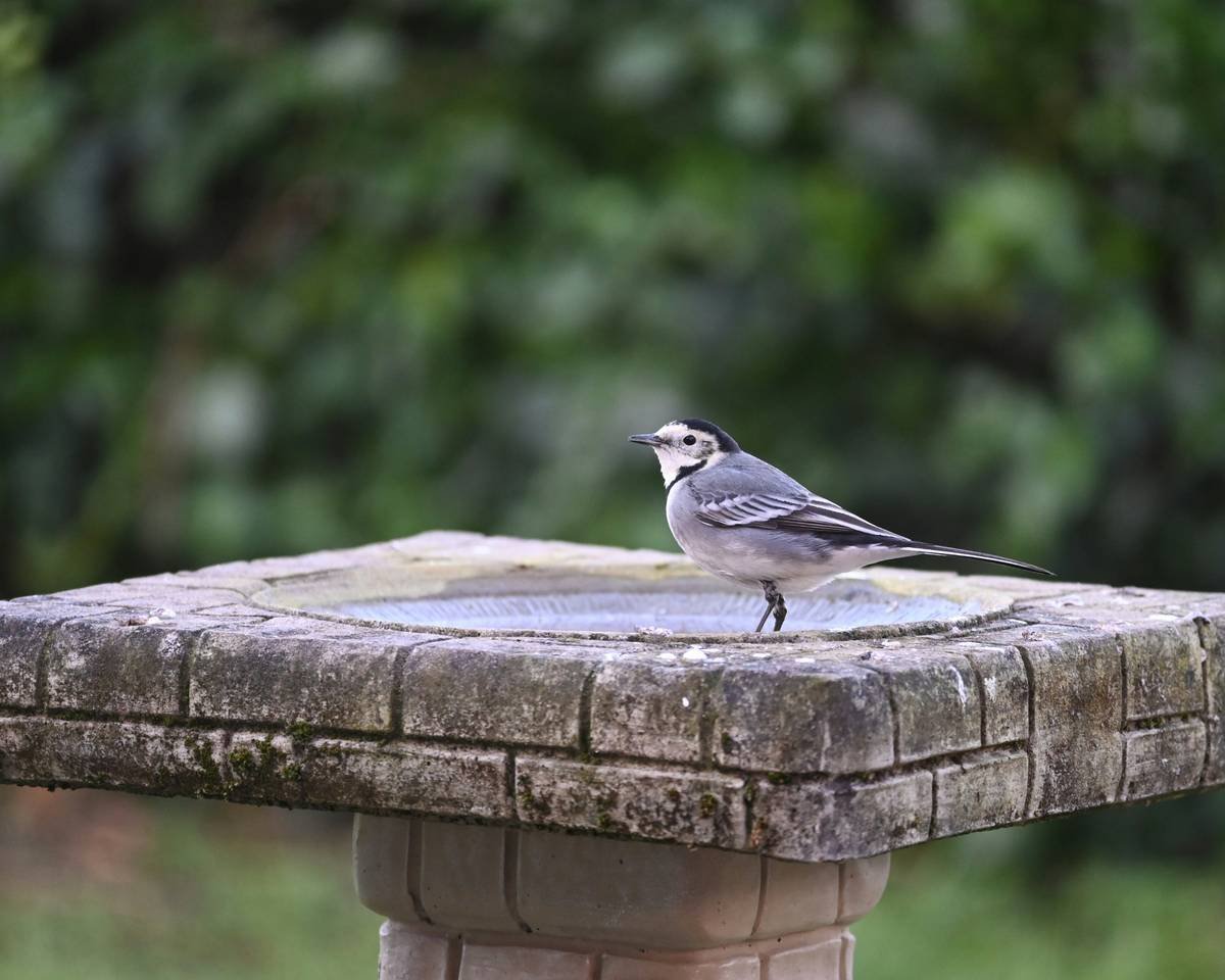 Diagram showing optimal birdbath setup explaining why do birds use a birdbath