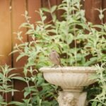 Outdoor Accent Birdbath Are Metal Bird: Why Most Homeowners Get It Wrong