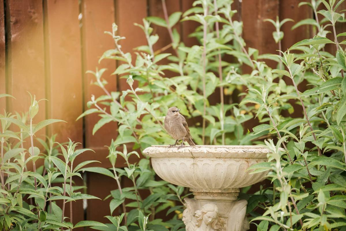 Outdoor Accent Birdbath Are Metal Bird: Why Most Homeowners Get It Wrong
