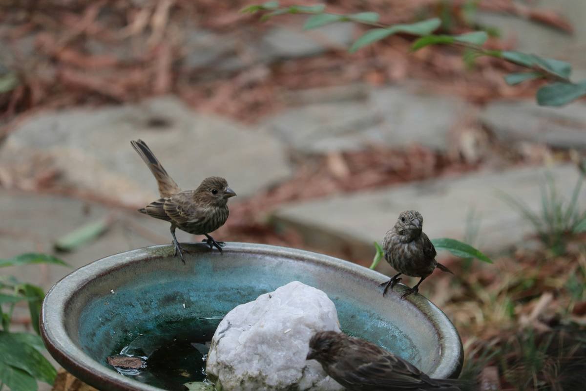 Sturdy metal birdbath base with ground anchors installed in garden