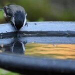 Why Do Birds Use a Birdbath? The Hidden Truth Behind Your Backyard Oasis