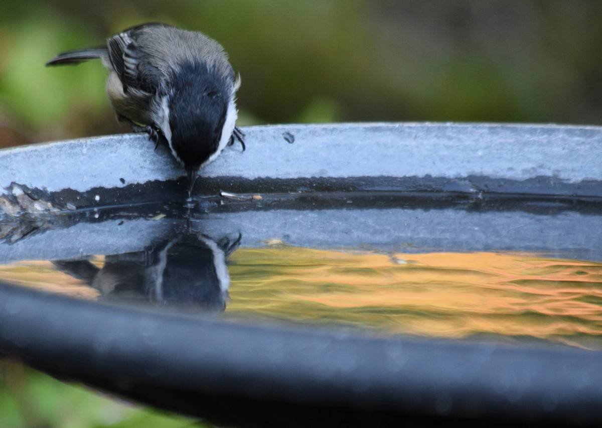 Why Do Birds Use a Birdbath? The Hidden Truth Behind Your Backyard Oasis