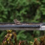 Why Your Birdbath Water Heater Is Failing (And How to Fix It for Good)