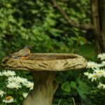 Why Your Birdbath Water Pump Is Failing (And How to Fix It for Good)