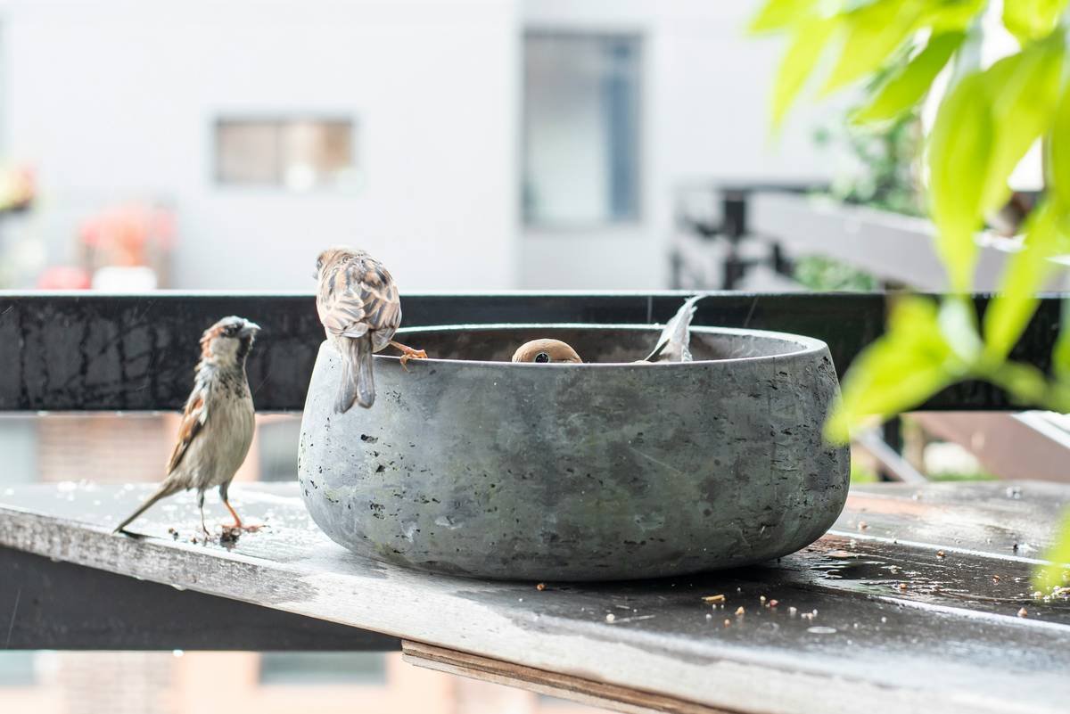 Why Your Garden Deserves a Stone Birdbath Bowl (And How to Pick the Perfect One)