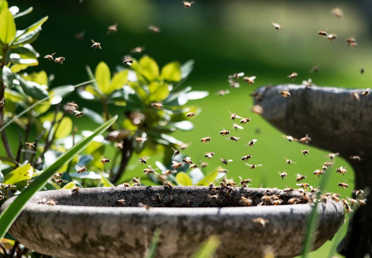 wildlife habitat birdbath why aren t